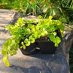 Lysimachia nummularia, Goldilocks, Creeping Jenny