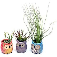 3 Colorful Owl Air Plant Holders with Live Air Plants, Orange, Lilac, Turquoise, Tillandsia
