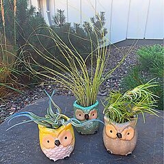 3 Colorful Owl Air Plant Holders with Live Air Plants, Yellow, Gray, Blue, Tillandsia