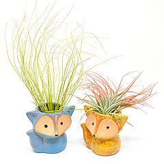 2 Ceramic Fox with Air Plants, Woodland Animals Pots, Blue, Yellow, Tillandsia