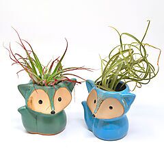 2 Ceramic Fox with Air Plants, Woodland Animals Pots, Blue, Teal, Tillandsia
