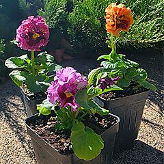 Pansy Elegance Antoinette Collection, 3 Assorted Colors - Grower's Choice, Japanese Sato Pansies