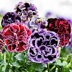 Pansy Elegance Twilight Collection, 3 Assorted Colors - Growers Choice, Japanese Sato Pansies