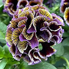 Pansy Elegance Dawn To Dusk, 3 Assorted Colors - Growers Choice, Japanese Sato Pansies