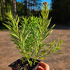 Asclepias tuberosa, 2-Pack, Butterfly Weed, Milkweed
