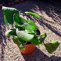 Hemionitis arifolia, Heart Fern