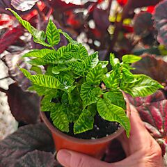 <b>Coniogramme emeiensis</b>, Golden Zebra, <b><i>Striped Bamboo Fern</i></b>