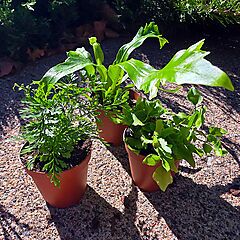 Terrarium Fern Collection, Set of 3, Osaka Bird’s Nest, Rabbit’s Foot, Pacific Maidenhair