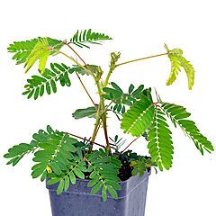 <b>Mimosa pudica</b>, <b><i>Sensitive Plant</i></b>
