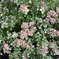 <b>Pilea microphylla variegata</b>, Tricolor, <b><i>Artillery Fern</i></b>