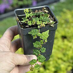 <b>Ficus pumila</b>, Quercifolia minima, <b><i>Tiny Oak Leaf Creeping Fig</i></b>