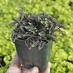 <b>Leptinella squalida</b>, Platt's Black, <b><i>Brass Buttons</i></b>