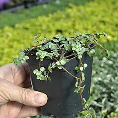 <b>Pilea glauca</b>, <b><i>Red Stem Pilea, Silver Sprinkles, Aquamarine</i></b>