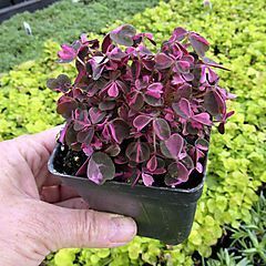 <b>Oxalis Plum Crazy</b>, <b><i>Shamrock</i></b>