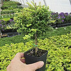 <b>Boxwood Honeysuckle, Tree Form</b>, Goldie, <b><i>Lonicera nitida</i></b>