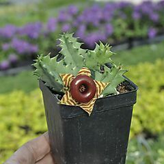 <b>Huernia zebrina</b>, <b><i>Life Saver Plant</i></b>