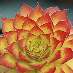 <b>Sempervivum Chick Charms®</b>, Gold Nugget, <b><i>Hen and Chicks</i></b>