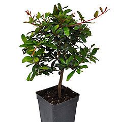 <b>Punica granatum nana</b>, <b><i>Dwarf Pomegranate Tree</i></b>
