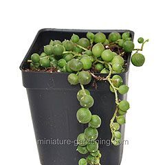 <b>Senecio rowleyanus</b>, <b><i>String of Pearls</i></b>