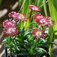 <b>Delosperma HotCakes</b>, Saucy Strawberry, <b><i>Ice Plant</i></b>