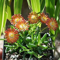 <b>Delosperma HotCakes</b>, Pumpkin Perfection, <b><i>Ice Plant</i></b>