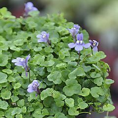 <b>Cymbalaria aequitrilobia</b>, Ground Cover, <b><i>Mini Kenilworth Ivy</i></b>