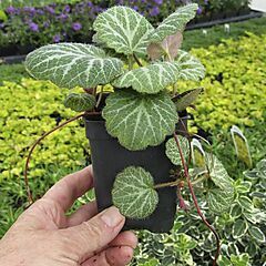 <b>Saxifraga stolonifera</b>, <b><i>Strawberry Begonia</i></b>