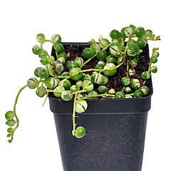 <b>Senecio rowleyanus</b>, Variegated, <b><i>String of Pearls</i></b>