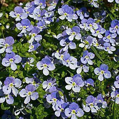 <b>Veronica oltensis</b>, <b><i>Creeping Thyme Leaf Speedwell Ground Cover</i></b>