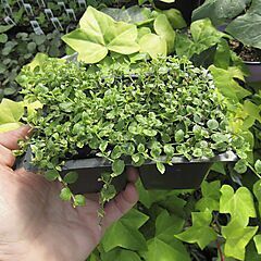 <b>Isotoma fluviatilis, Blue Star Creeper Ground Cover</b>