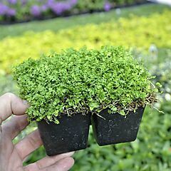 <b>Leptinella gruveri, Fairy Fern, Brass Buttons Ground Cover</b>
