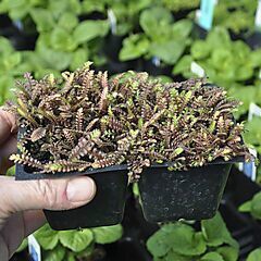 <b>Leptinella squalida Platt's Black,Brass Buttons Ground Cover</b>