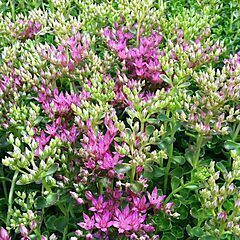 <b>Sedum spurium John Creech, Ground Cover</b>