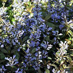 <b>Ajuga, Chocolate Chip, Bugleweed</b>