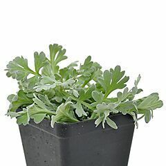 <b>Artemisia x intermedia</b>, Silver Brocade, <b><i>Dusty Miller</i></b>