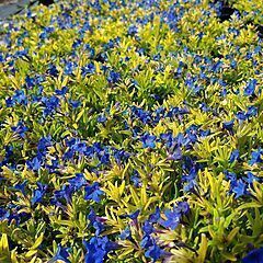 <b>Lithodora diffusa</b>, Gold'n Sapphires, <b><i>Gromwell</i></b>