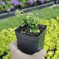 <b>Aeschynanthus, Twisted Lipstick Plant</b>, Twister, <b><i>Twisted Lipstick Plant</i></b>