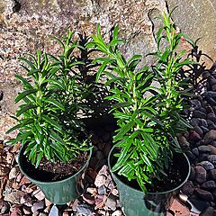 Rosmarinus officinalis, Set of 2, Tuscan Blue, Rosemary
