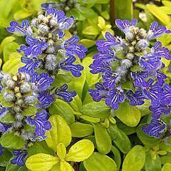 <b>Ajuga Cordial Canary</b>