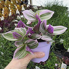 <b>Tradescantia fluminensis Nanouk Tricolor</b>, Nanouk Tricolor