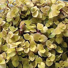 <b>Callisia Repens</b>, <b><i>Gold Bolivian Jew</i></b>