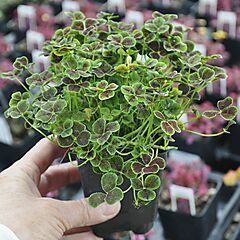 <b>Trifolium repens Atropurpureum</b>, Atropurpureum, <b><i>Dutch Clover</i></b>
