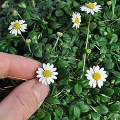 <b>Bellium minutum</b>, <b><i>Miniature Daisy</i></b>