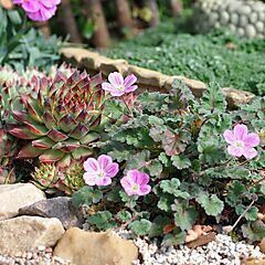 <b>Erodium variabile</b>, Bishop Form, <b><i>Heron's Bill</i></b>