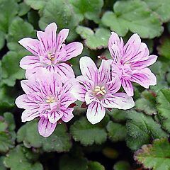 <b>Erodium x variabile ‘Flore Pleno’</b>, Flore Pleno, <b><i>Heron's Bill</i></b>