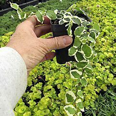 <b>Ficus pumila</b>, Variegated, <b><i>Creeping Fig</i></b>