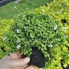 <b>Isotoma fluviatilis</b>, <b><i>Blue Star Creeper</i></b>