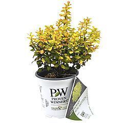 <b>Sunjoy® Mini Saffron Barberry,  Proven Winners</b>, <b><i>Berberis thunbergii ‘Kasia’</i></b>