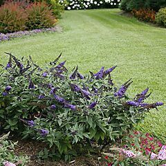 <b>Buddleia Pugster Blue®, Butterfly Bush</b>, <b><i>Butterfly Bush</i></b>