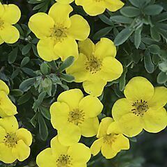 <b>Happy Face® Yellow Potentilla</b>, <b><i>Shrubby cinquefoil</i></b>